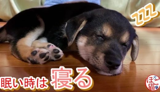 【犬　子犬　保護犬】眠い時は寝る子犬