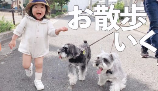 犬2匹と1歳娘の３匹暮らし日記：STAY HOME【シュナウザージジトト】Miniature schnauzer with daughter : Take a walk