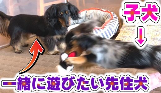 必死で子犬を遊びに誘う先住犬が可愛すぎ