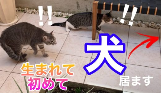 【保護子猫】生まれて初めての犬を見つけてしまった子猫達の反応がこちら！笑〈前半〉