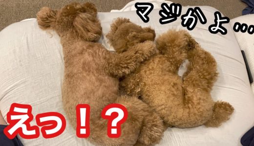 あなたは犬の兄妹が起こした奇跡の目撃者となります。【トイプードルそぼろ＆ニコ】