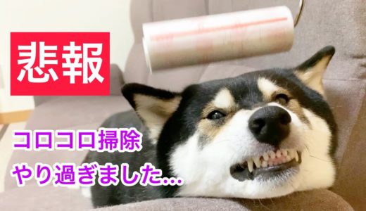 悲報！コロコロ・ローラーで掃除をやりすぎた犬は、こうなりました…。