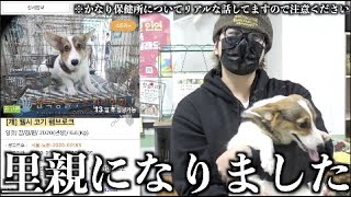 【リアル】韓国の保健所で○処分寸前の犬を保護しました。【コーギー犬】