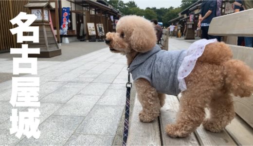 【名古屋城】犬とのんびり過ごす休日 いろいろな出会いがありました トイプードル/マルプー