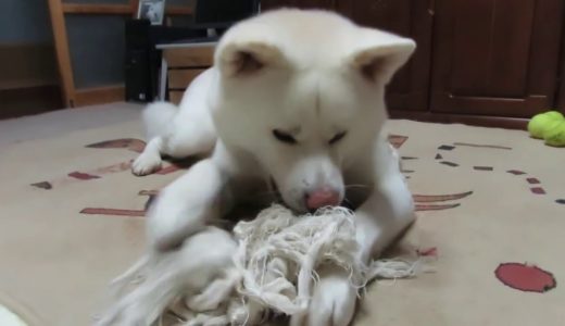 【秋田犬ゆうき】ロープのおもちゃをようやく自分好みにカスタマイズ出来ました【akita dog】