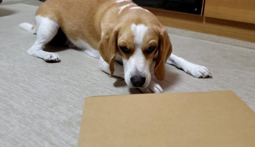 プレゼントをいただいて上機嫌なビーグル犬のうぃるさん【Doggy Box】