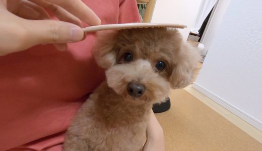 犬をしゃもじで撫で続けたらずっと「何してるの？」って顔をされたｗ【トイプードル】