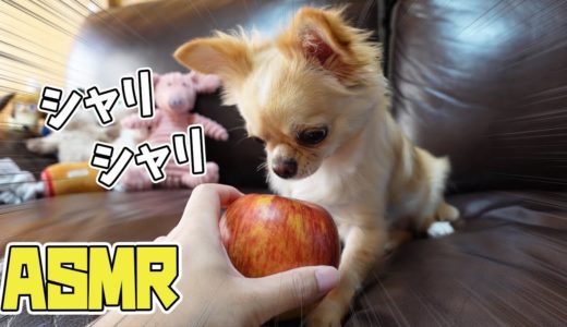 【ASMR】犬にリンゴをあげるとシャリシャリしすぎて病みつきになってしまいました【チワワ】【dog】【chihuahua】