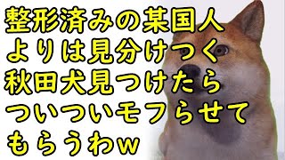 【海外の反応】海外「知ってる？秋田犬と柴犬は別種なんだぜ！」他にもある似ている犬種一覧が海外で話題にｗ