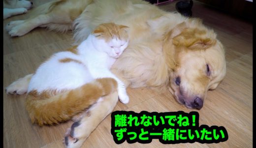 どんなに引っ張っても離れないぞ！絶対に犬とくっついて寝たがる猫・ゴールデンレトリバーが好き過ぎる猫ちゃん