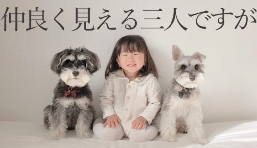 【癒しの暮らし】犬と子どもの三姉妹【シュナウザージジトト】Miniature schnauzer with daughter : Cute dogs and kids