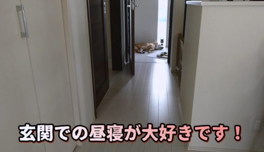 玄関で寝る犬！だん君は玄関での昼寝大好きだね！