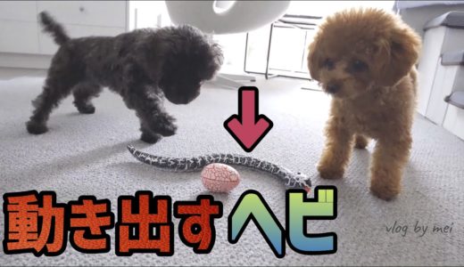 リアルに動くおもちゃに驚く犬【ドッキリ】