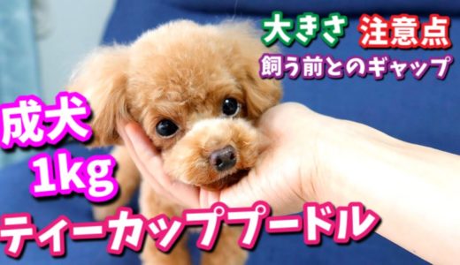 【ティーカッププードルの真実】成犬時の大きさ・飼う前に知ってほしいこと【トイプードルのコロン】