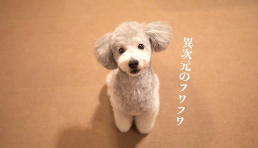 🐶オールシザーカットで異次元のフワモコになった犬がかわいいです/Doggy Box開封。【トイプードル】