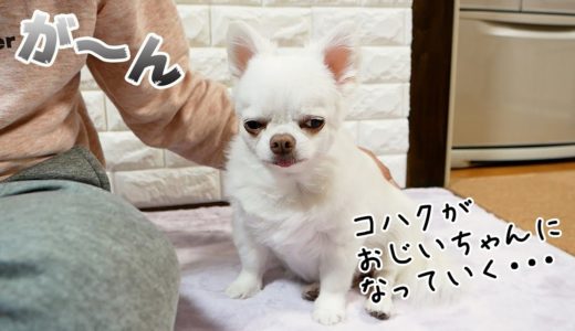 落ち込むと顔がおじいちゃんになっていく素直すぎる犬