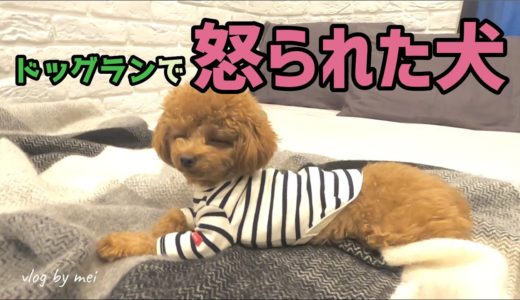 ドッグランで怒られた犬【ドッグラン】