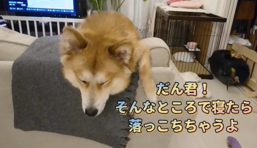 保護犬だん君！そんなところで寝てて落っこちないでよ！