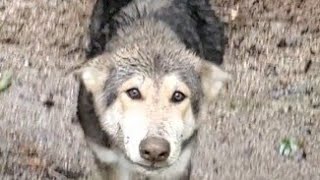 狼犬親子が夢中になる雨の日の遊び