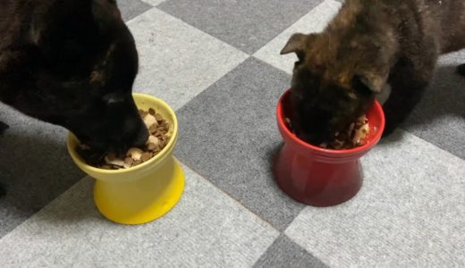 甲斐犬の子犬がもりもり食べる