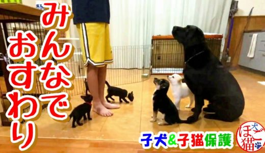 【犬　子犬　保護犬】みんなでおすわり　子猫達