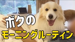 犬に起こしてもらう朝は窒息寸前ですが可愛いんです。【ボーダーコリー】