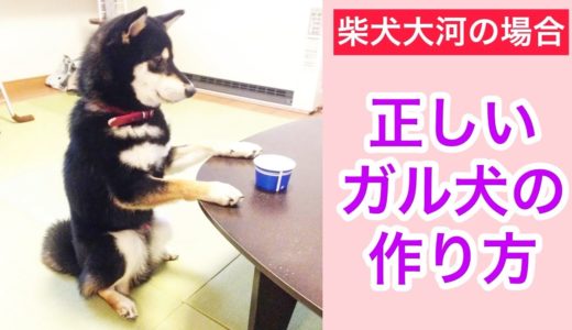 正しいガル犬の作り方…柴犬大河の場合