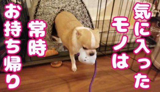 新しいオモチャを気に入り常時小屋に持ち帰ろうとするチワワ犬。DoggyBoxのブタの心臓フードを美味しく頂くスムースチワワ。