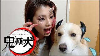 飼い主が鬼になって犬を驚かせるつもりが..まさかの結果に。【ボーダーコリー】