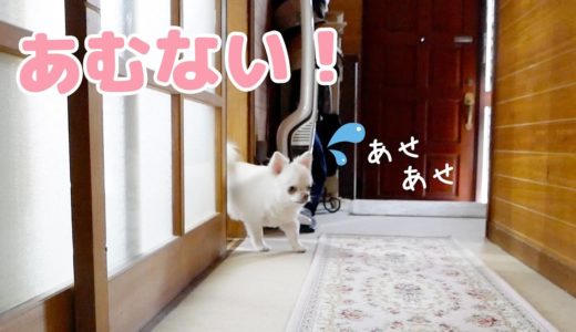 足早になりながらトイレに駆け込む犬が地味かわいいｗ【共感❤️】