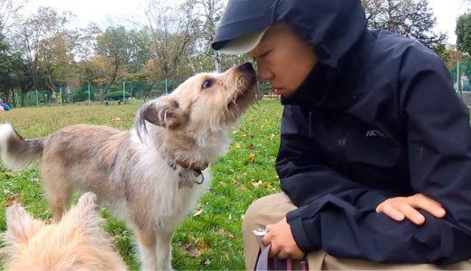 悲しんだママの涙を犬がなめてくれました