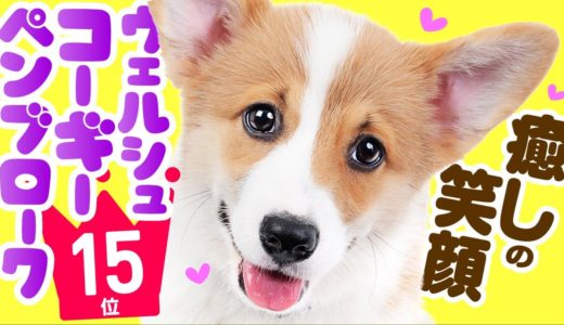 ❤️人気15位【ウェルシュ・コーギー・ペンブロークってどんな犬？】子犬の価格や性格、寿命、飼いやすさは？ カワイイ動画でチェック！