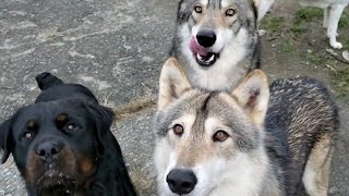 【閲覧注意!】柿を持って狼犬の群れに入ったら…