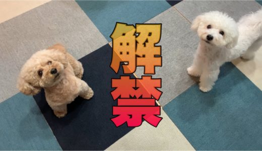 久しぶりに与えてみた結果 温厚な犬がテンション上がりっぱなしwトイプードル/マルプー