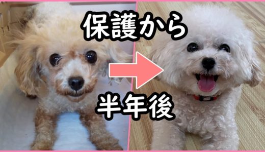 保護犬トイプードルが来て半年経ちました