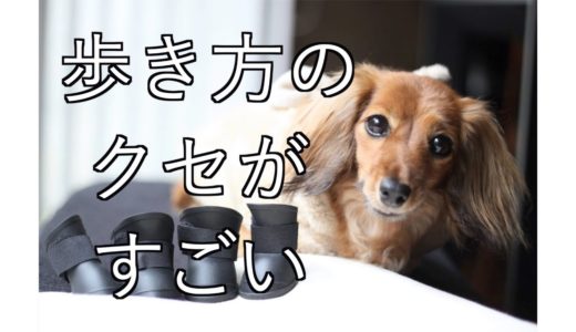 【元保護犬】初めて靴を履いてみたら・・・（防災グッズの紹介もあり）【カニンヘンダックス えびすの日常】♯33