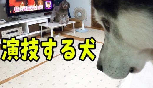 演技して飼い主を騙そうとする犬