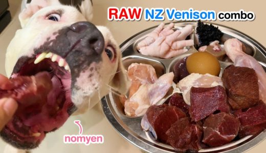 🐶nomyen the Pit Bull eats 🇳🇿🦌🥩NZ Venison Steak combo 🐖🐄🐓🥚 [ASMR] MUKBANG 犬が生の肉を食べる[咀嚼音]