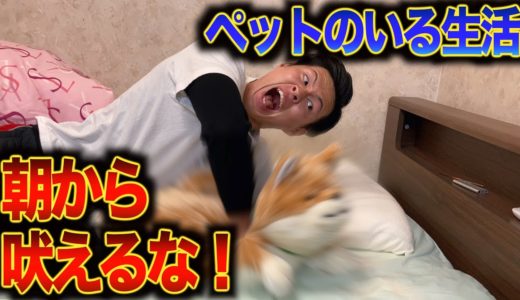 【犬の鳴き声がうるさい】ゲーム実況者のモーニングルーティン