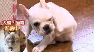 「どうぶつピース！！かわいい大図鑑」犬編（82）ぴーす君が挑戦！ 匂いを頼りにおやつ探し