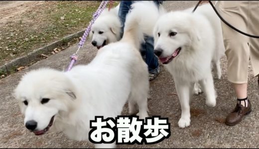 大型犬いっぱいで緑地散歩♪