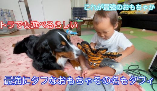 【犬と子供の日常】トラが遊んでも大丈夫の最強のおもちゃタフィを手に入れた　バーニーズマウンテンドッグ　 bernese mountain dog