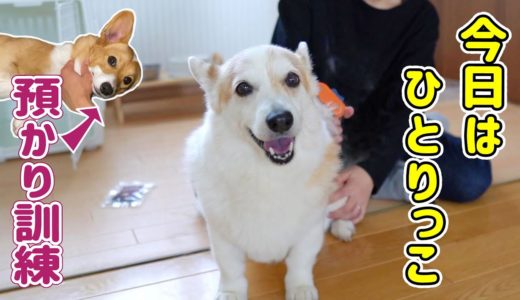 後輩犬不在につきゆっくりのんびりなコーギー