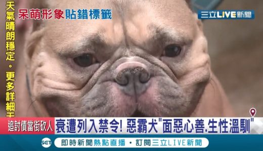 比特犬.惡霸犬傻傻分不清楚？比特犬生性兇猛頻傳攻擊事件 農委會擬禁飼養