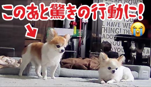 老犬チワワが突然驚きの行動をして感動してしまいました😢【癒し】【ヒーリング】【healing dog】