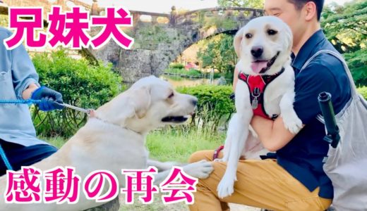 【兄妹犬🐶】みみ、ついにお兄ちゃんと感動の再会🤣 Labrador Mimi meets her brother after a long time #191