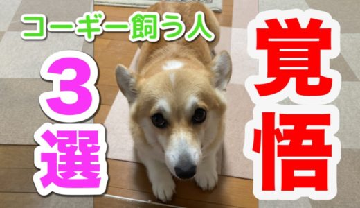 【コーギーはやめておけ！】コーギー犬を飼う前に見る動画　Video to watch before keeping a Corgi dog