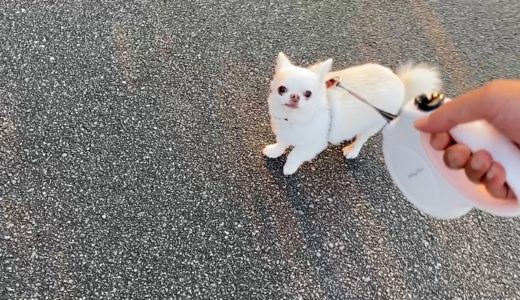 【パパ不安だよ】道に迷って困った犬の可愛いアイコンタクト♥