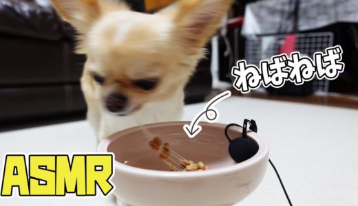 初めて犬にネバネバ納豆をあげてみると病みつきになってしまいました【チワワ】【dog】【chihuahua】