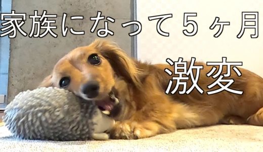 【元保護犬】ごはんにしか興味がなかった犬が・・・♯31【カニンヘンダックス えびすの日常】